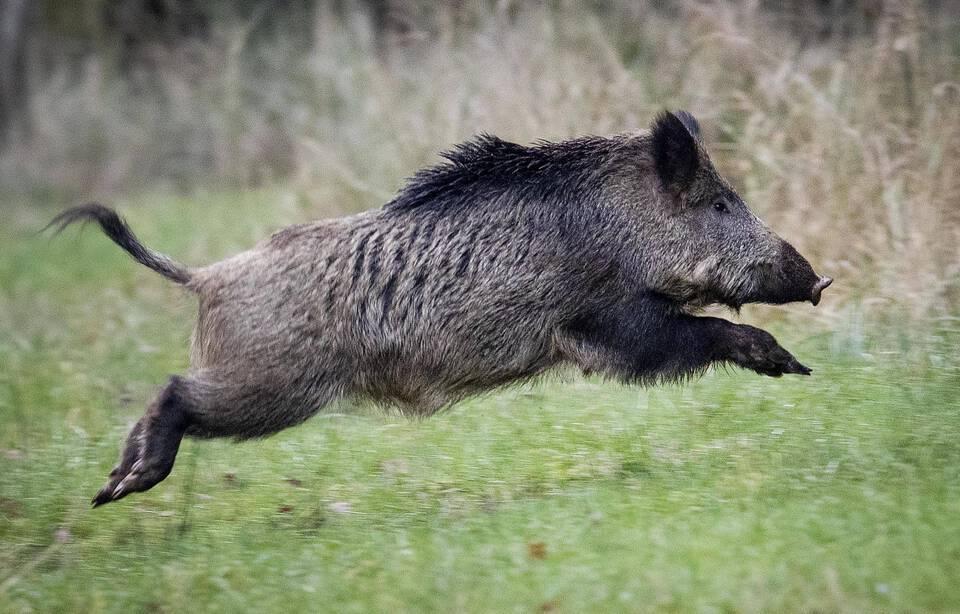 Sanglier