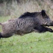 Sanglier